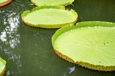 Lily Lotus 'un büyük LeAF' ına yakın açık arazideki bataklıkta..