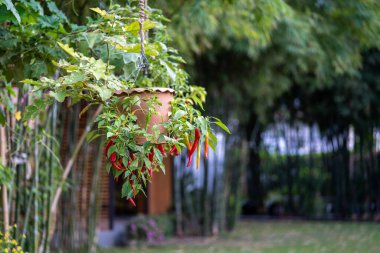 Chili Tree dekorasyonu öğle vakti güzel kazançta..