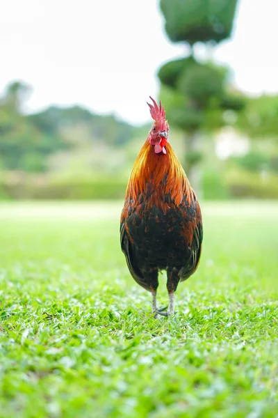 Asiatic Rooster Bantam Cocoș Pui Roșu Portocaliu Negru Maro Culoare — Fotografie, imagine de stoc