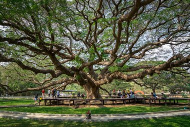 Kanchanaburi, Tayland - 4 Ocak 2020, Chamchuri ya da Yağmur Ağacı 'nın devasa bir örneği olan Dev Ağaç, Kanchanaburi Eyaleti' nde popüler bir cazibedir. Tayland.