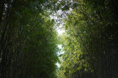Bambu ağacı dalları ve yaprakları sol ve sağ tarafta ortada boş gökyüzü ile.