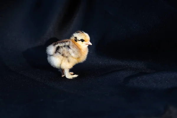 Baby Mini Cochin Chick Σκούρο Μπλε Ύφασμα Φόντο Στο Φως — Φωτογραφία Αρχείου