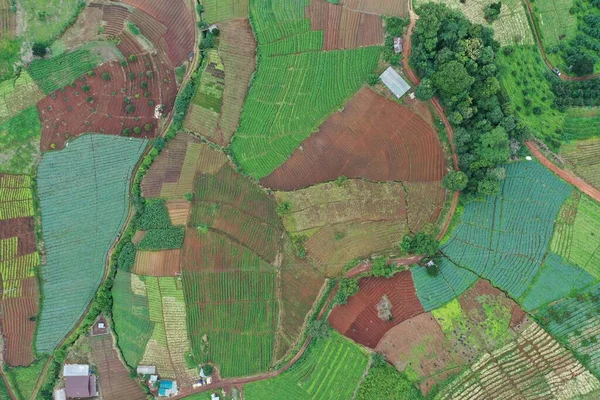 A top view of Chiangmai land showing the organic shape of a boundary and its colorful agriculture.