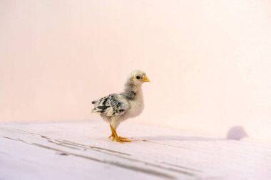 Bütün vücudu kapatın ve Hamburg Chick 'i izole edin. Pembe pastel masa üzerinde duruyor ve açık hava güneşinin altında duvar örüyor. Almanya ve Hollanda 'da tanınmaktadır.