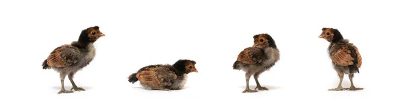 Симпатичные Черно Коричневые Цыплята Аппетит Белом Прозрачном Фоне Студийного Света — стоковое фото