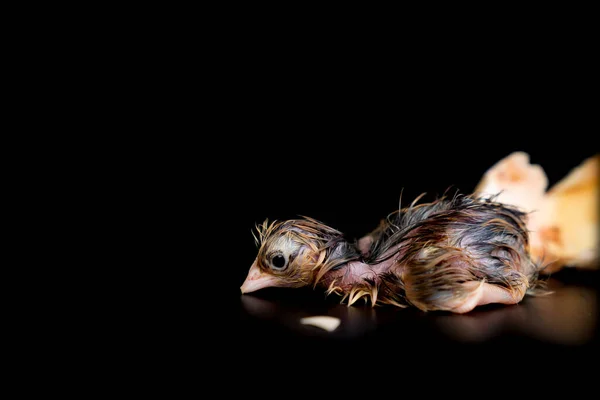 1St Minute Black Brown Chick Hatches Egg Black Background — Stock Photo, Image