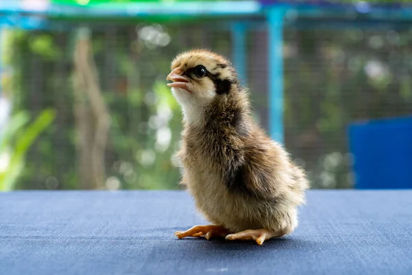 Bebek Mini Wyandotte Piliç mavi kumaş masa örtüsü üzerinde yeşil bahçe bokeh bulanık arka plan.