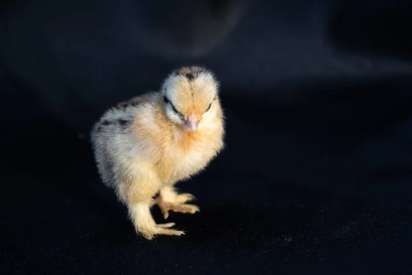 Baby Mini Cochin Chick Ciemnoniebieskim Tle Tkaniny Świetle Studio — Zdjęcie stockowe