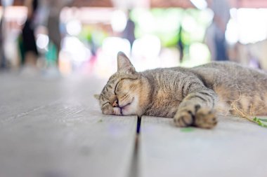 Gri komik sarhoş bir kedi, ahşap zeminde Hint bakır yaprağının (catnip) kökünü aldıktan sonra uyuyor..
