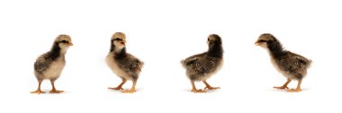 İzole edilmiş bebek Mini Wyandotte Chick beyaz arka plan açık yeşil bahçe bokeh bulanık arka plan.