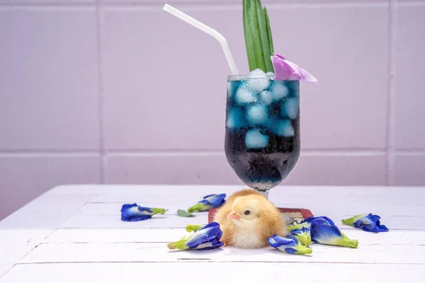 Ein Gelbes Küken Mit Schmetterlingerbsenwasser Und Eis Champagnerglas Ist Mit — Stockfoto