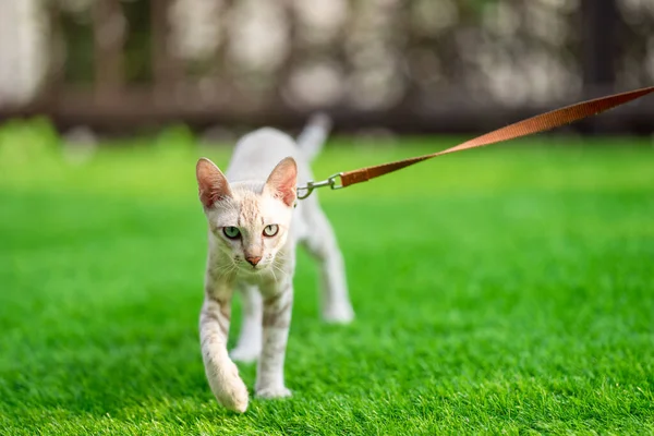 American Shorthair Gato Com Olhos Verdes Azuis Foi Levado Para — Fotografia de Stock