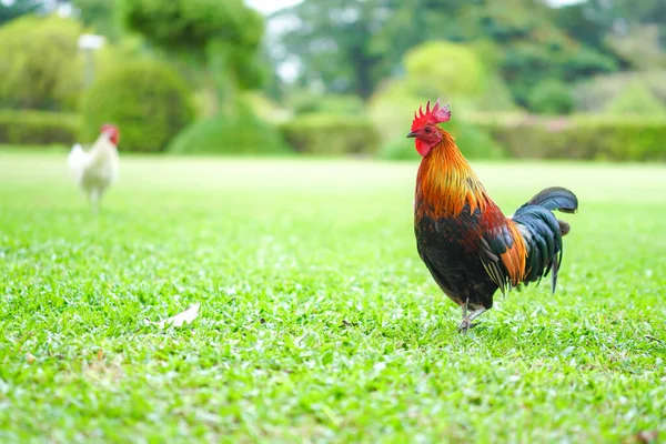 Asian Rooster Bantam Cock Chick Red Orange Black Brown Colour — Stock Photo, Image