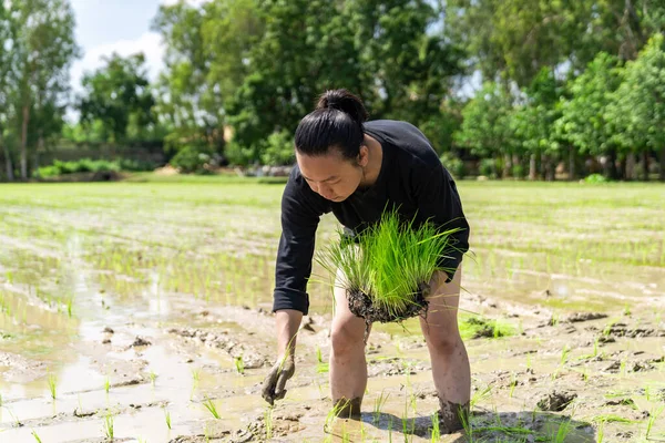 Amateur Asian man tests and tries to transplant rice seedlings in paddy rice field in the open sky day.