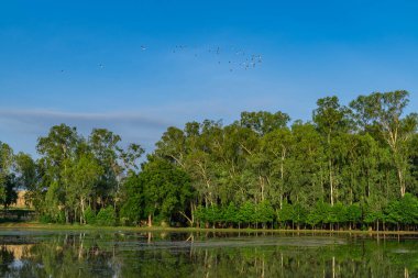 Açık gökyüzü gününde su refleksiyle Asya Ormanı.