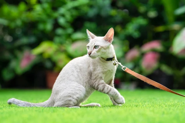 American Shorthair Gato Com Olhos Verdes Azuis Foi Levado Para — Fotografia de Stock