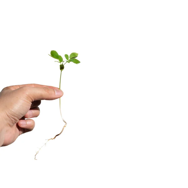 Sapling Root Hold Man Hand White Background Clipping Paths — Stock Photo, Image