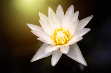 Suyun ortasında sarı kamışlı büyük beyaz bir nilüfer çiçeği açtı. Beyaz Turuncu Güneş Işığı Efekti.