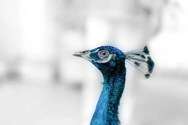 Close Bright Peacock Head Peacocks Also Thought Bring Good Luck — Foto de Stock