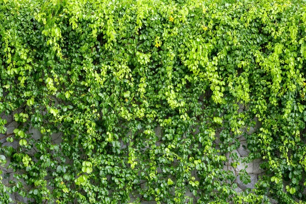 Lush green ivy is growing and covering granite stone wall house with neighborhood houses in the background in sunshine day.