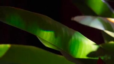 close up to the Leaf of tree in Pub bar nightclub party environment with colorful spotlight around.