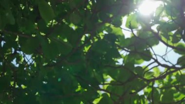 Tropical almond leaf background shade with sunlight through the leaves to camera for nature peaceful background.