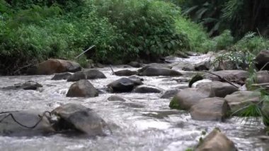 The Stream is flowing among stones and surrounded by green bushes, big trees and forest in Mon Jam, Chiang Mai.