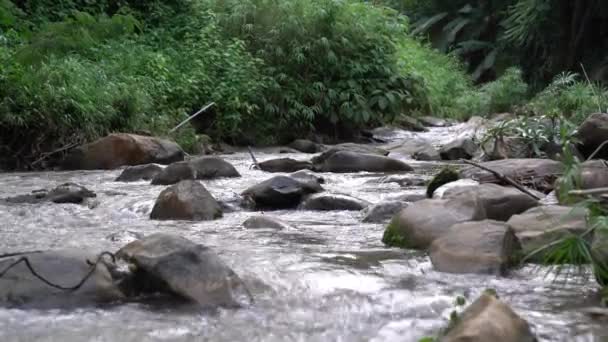 Stream Flowing Stones Surrounded Green Bushes Big Trees Forest Mon — ストック動画