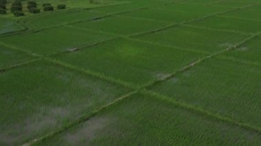 Beautiful rectangle green Paddy Rice Field from Drone view, Thailand.