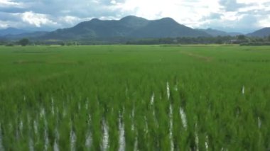 Beautiful rectangle green Paddy Rice Field from Drone view, Thailand.