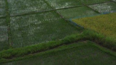 Beautiful rectangle green Paddy Rice Field from Drone view, Thailand.
