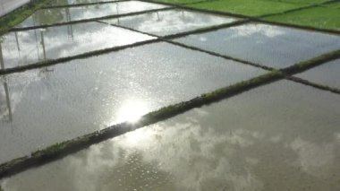 Beautiful rectangle green Paddy Rice Field from Drone view, Thailand.