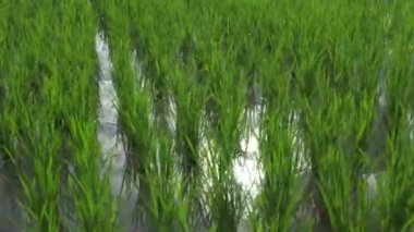 Drone view Close up to Rice tree in the Paddy Rice Field in sunshine day, Thailand.