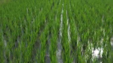 Drone view Close up to Rice tree in the Paddy Rice Field in sunshine day, Thailand.