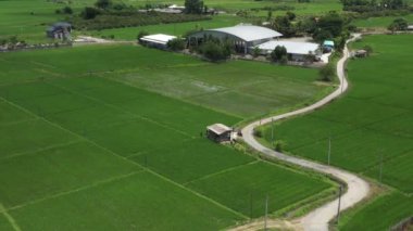 Panoramic Wild view of Paddy Rice field, Mountain and Sky with Cloud. This is the environment of the Thailand agriculture countryside.