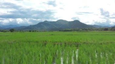 Panoramic Wild view of Paddy Rice field, Mountain and Sky with Cloud. This is the environment of the Thailand agriculture countryside.