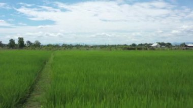 Agriculture Drone Technology AI robot for farmer to remote and spray chemical or water into paddy rice field and farmland.