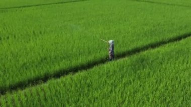 Thai Farmer is spraying fertilizer, water and pesticides to Paddy Rice Field