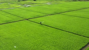 Thai Farmer is spraying fertilizer, water and pesticides to Paddy Rice Field