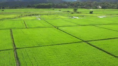 Thai Farmer is spraying fertilizer, water and pesticides to Paddy Rice Field