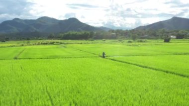Thai Farmer is spraying fertilizer, water and pesticides to Paddy Rice Field