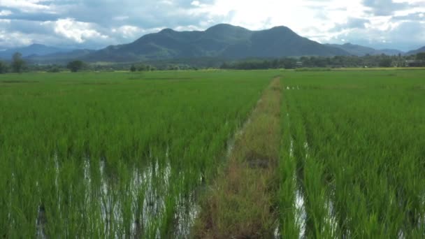 Όμορφο Ορθογώνιο Πράσινο Paddy Rice Field Από Drone View Ταϊλάνδη — Αρχείο Βίντεο