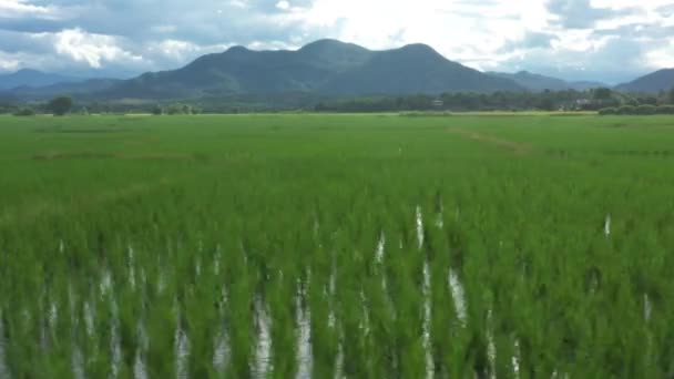 Beautiful Rectangle Green Paddy Rice Field Drone View Thailand — ストック動画
