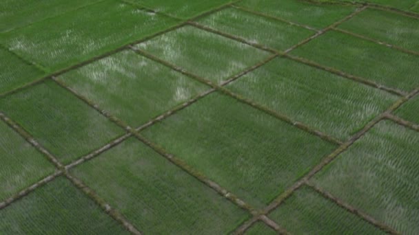 Beautiful Rectangle Green Paddy Rice Field Drone View Thailand — Video Stock