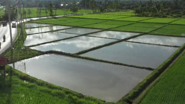 Beautiful Rectangle Green Paddy Rice Field Drone View Thailand — Video Stock