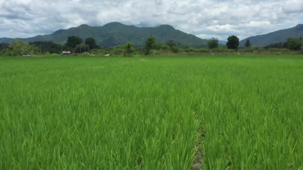 Drone View Close Rice Tree Paddy Rice Field Sunshine Day — Video Stock