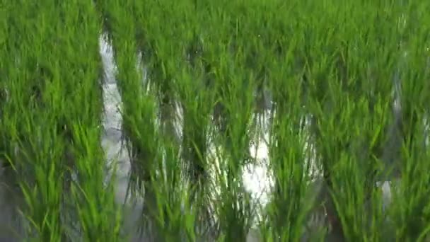 Drone View Close Rice Tree Paddy Rice Field Sunshine Day — Stockvideo