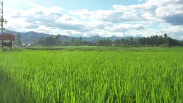 Drone View Close Rice Tree Paddy Rice Field Sunshine Day — 图库视频影像