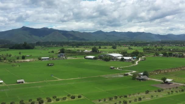Panoramic Wild View Paddy Rice Field Mountain Sky Cloud Environment — Wideo stockowe