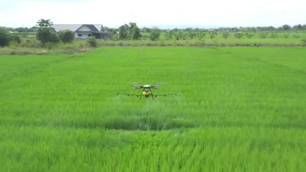 Agriculture Drone Technology Robot Farmer Remote Spray Chemical Water Paddy — Vídeo de stock